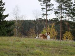 Riemumieli esittäytyy: Routa
