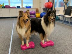 Riemu testaa: Petbros koirauimala ja kuntosali