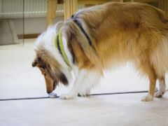 Vappu nosework hajutestissä Tukholmassa