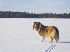 Riemumieli esittäytyy: Virna