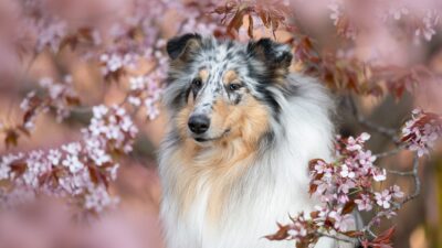 Lilibetistä junnuvalio!