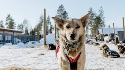 Meidän kummihusky Gin