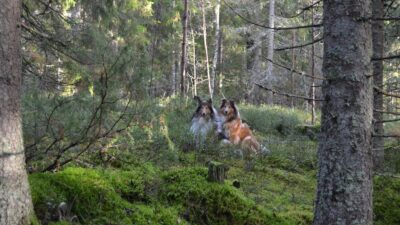 Mitä collie tarvitsee voidakseen hyvin?