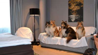Miten Suomi olisi matkustajalle koiraystävällisempi?