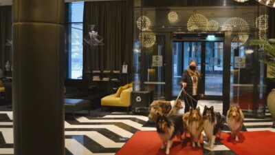 Collieiden uusivuosi Clarion Aviapolis lentokenttähotellissa
