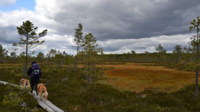 Colliet Kauhaneva-Pohjankankaan kansallispuistossa