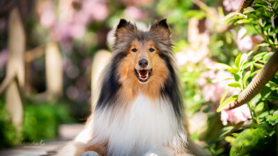 10 aktivointivinkkiä collielle kesäksi