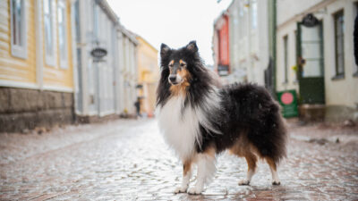 Riemun vuoden tokocollie -haastattelu