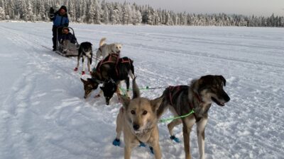 Huskyvaljakkoretki Rovaniemellä