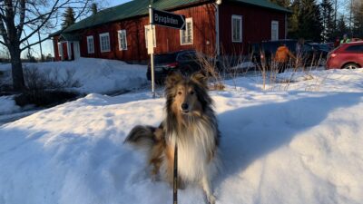 Vappu-collie noseworkin sisäetsintäkokeessa