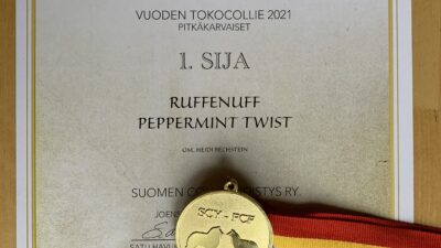 Riemu on vuoden 2021 tokocollie