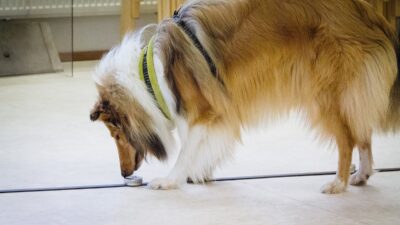 Vappu nosework hajutestissä Tukholmassa