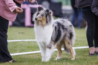 Lilibet: C.I.B.-J FI JMVA LT & EE & FI MVA HeJW-24 RTK1 PAIM-T BH FCI-StöPr1 Crofter’s Only Walking On Sunshine