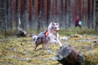 Lilibet: C.I.B.-J FI JMVA LT & EE & FI MVA HeJW-24 RTK1 PAIM-T BH FCI-StöPr1 Crofter’s Only Walking On Sunshine