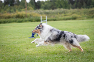 Lilibet: C.I.B.-J FI JMVA LT & EE & FI MVA HeJW-24 RTK1 PAIM-T BH FCI-StöPr1 Crofter’s Only Walking On Sunshine