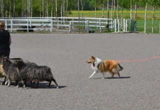 Lyyti: PAIM-T Riemumielen Metsän Haltija