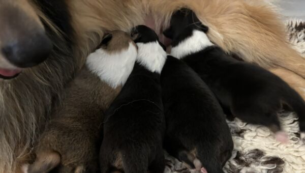 Riemumielen litter 5: Mozart