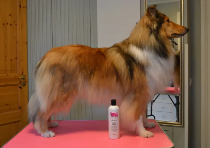 Mikä on paras shampoo pitkäkarvaiselle collielle? Collie shampoo
