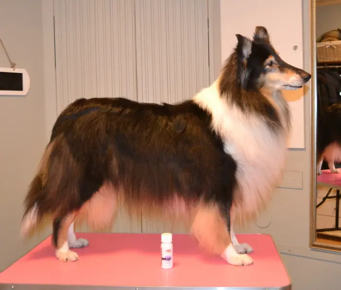 Mikä on paras shampoo pitkäkarvaiselle collielle? Collie shampoo