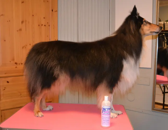 Mikä on paras shampoo pitkäkarvaiselle collielle? Collie shampoo