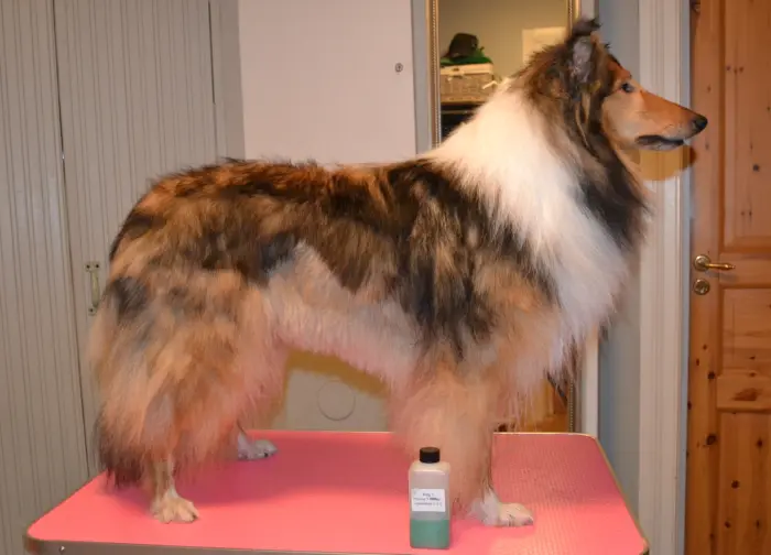 Mikä on paras shampoo pitkäkarvaiselle collielle? Collie shampoo