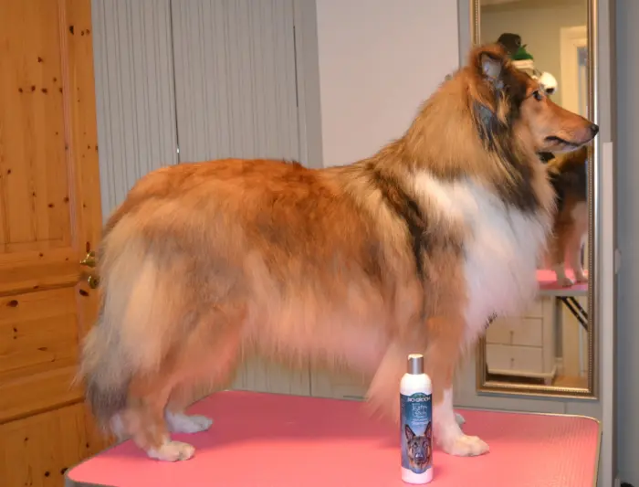 Mikä on paras shampoo pitkäkarvaiselle collielle? Collie shampoo