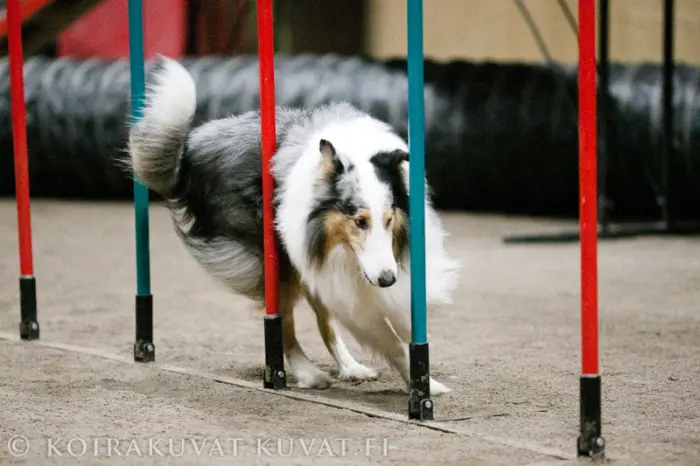 Pitkäkarvainen collie harrastuskoirana