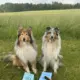 Kaisla ja Lilibet esine-etsintäkokeissa