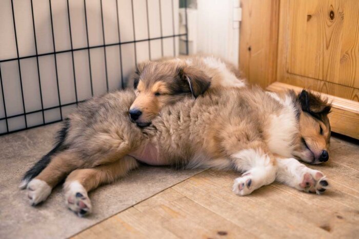 https://www.riemumielen.fi/uploads/blog/Elo-puppies_MI-0118_lores.jpg