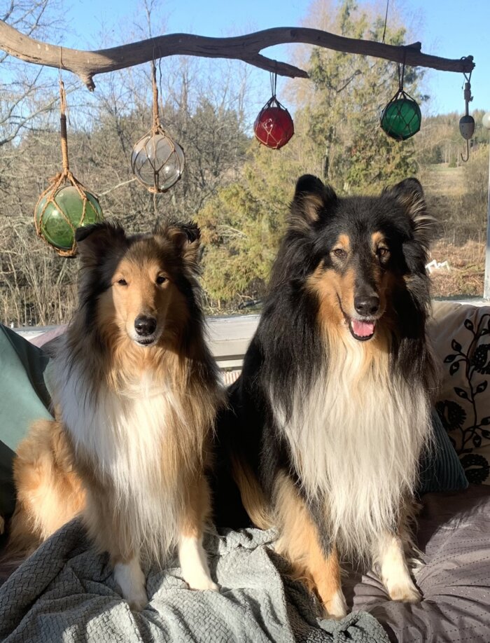 Sansa and Ferro's “wedding photo”