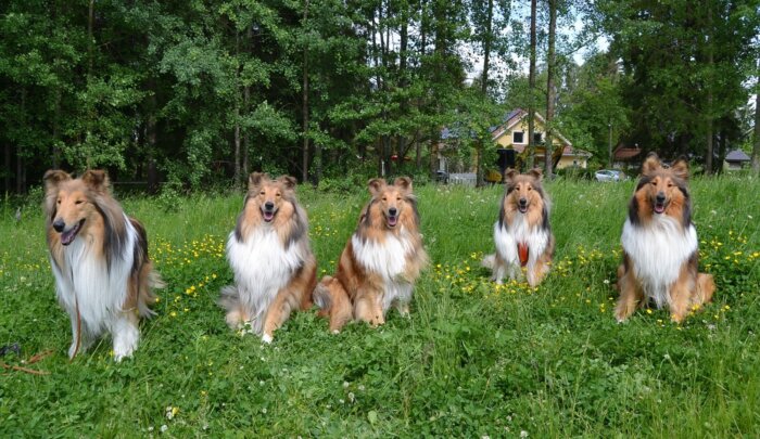 https://www.riemumielen.fi/uploads/dogs/Sansa-ja-lapset.jpg