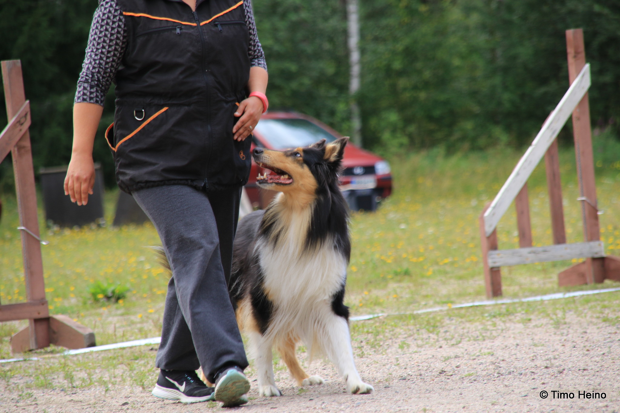 Rally-toko on suosittu koiraharrastuslaji, joka sopii kaikenlaisille koirakoille.