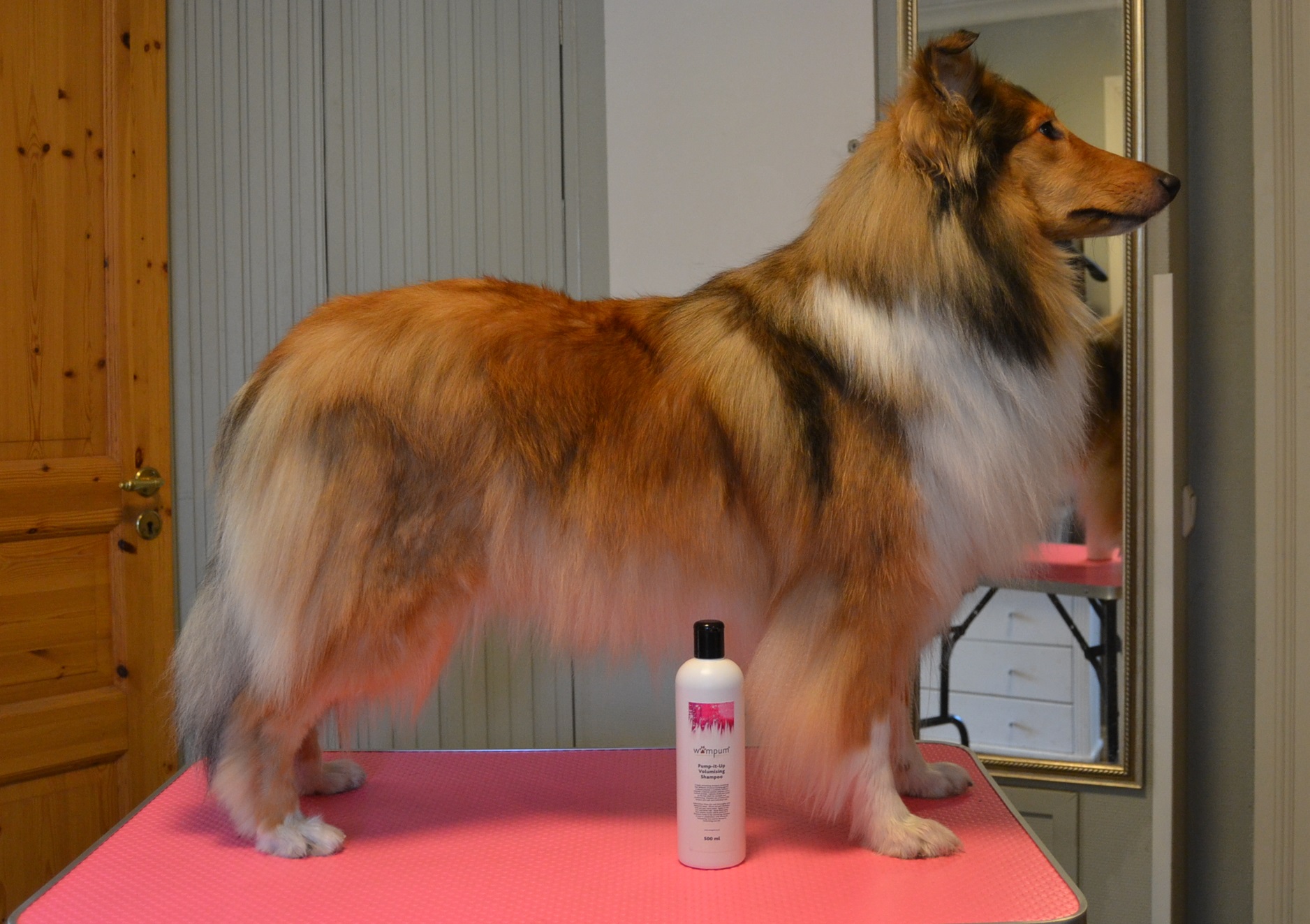 Mikä on paras shampoo pitkäkarvaiselle collielle? Collie shampoo