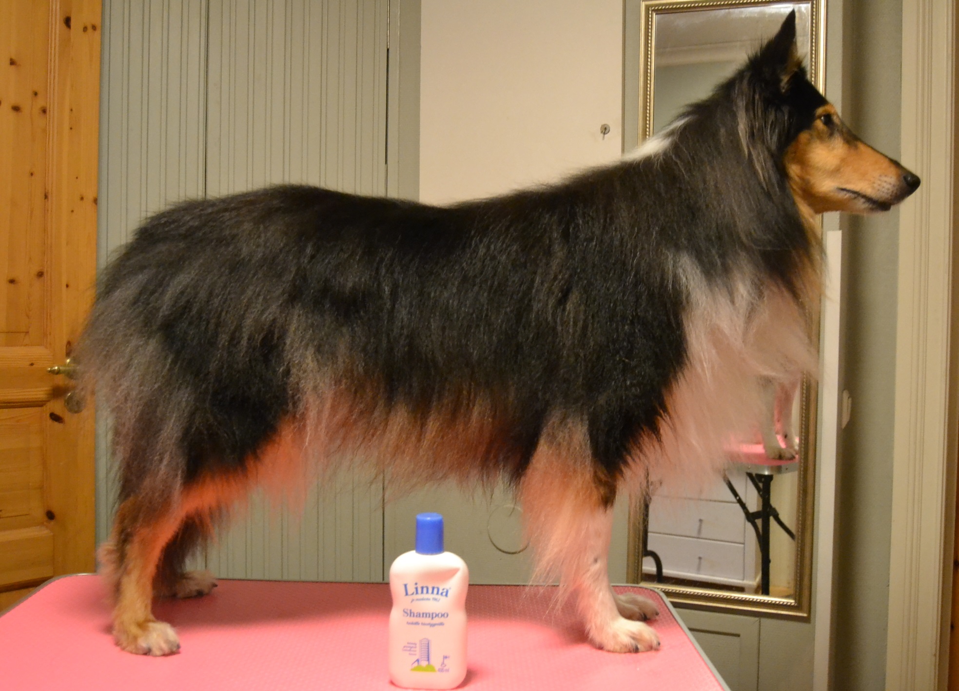 Mikä on paras shampoo pitkäkarvaiselle collielle? Collie shampoo