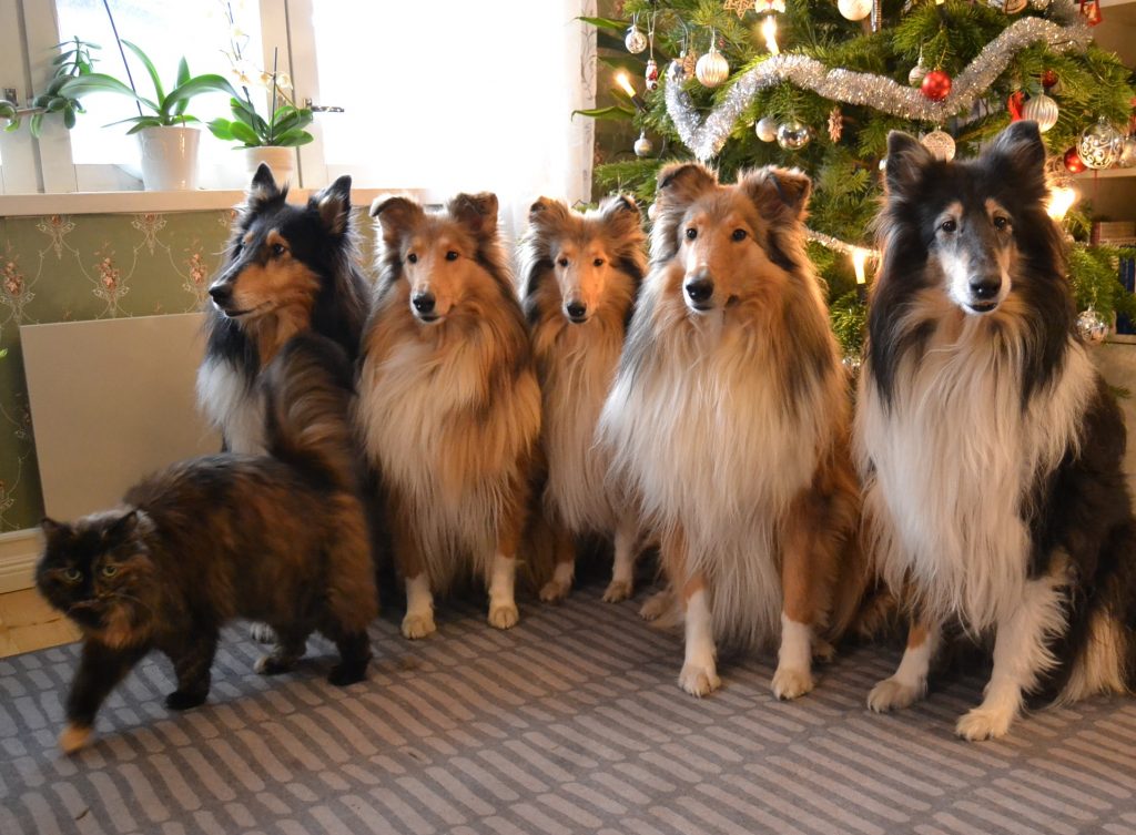 Joulukuva numero 2. Vasemmalta oikealle Smilla-kissa ja colliet Fiona, Sansa, Vappu, Kaisla ja Riemu.