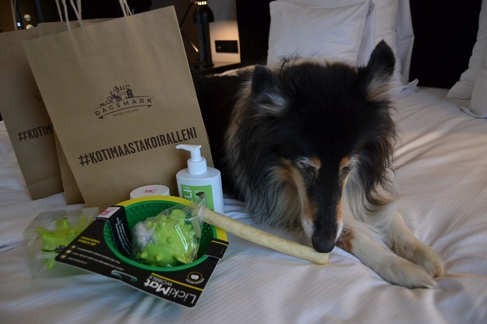 Riemu-collie tutkii innokkaasti tervetuliaispussien sisältöä ja puruluuta koiran uusivuosi -tapahtumassa.