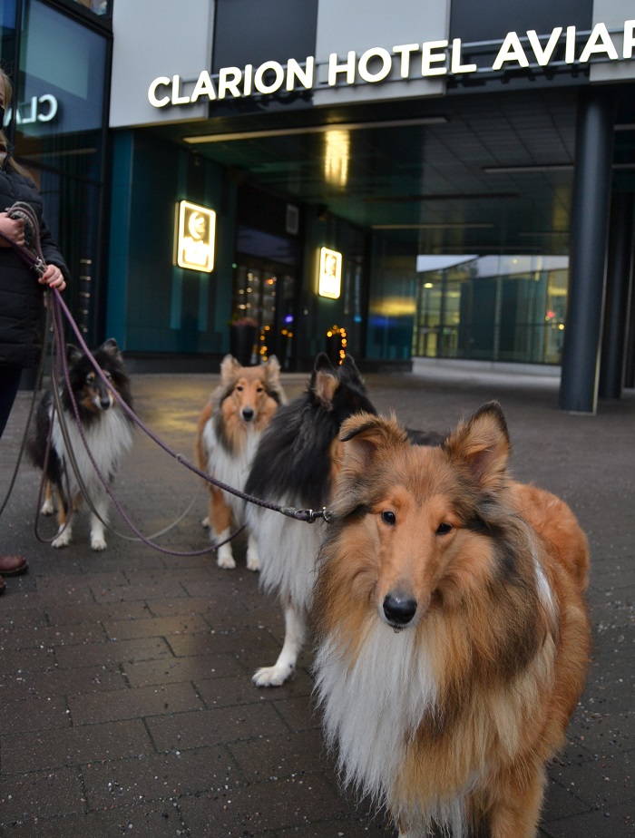Collietytöt menossa viettämään uuttavuotta Clarion Aviapoliksen Happy Dog -tapahtumaan, jossa on hyvä viettää koiran uusivuosi.