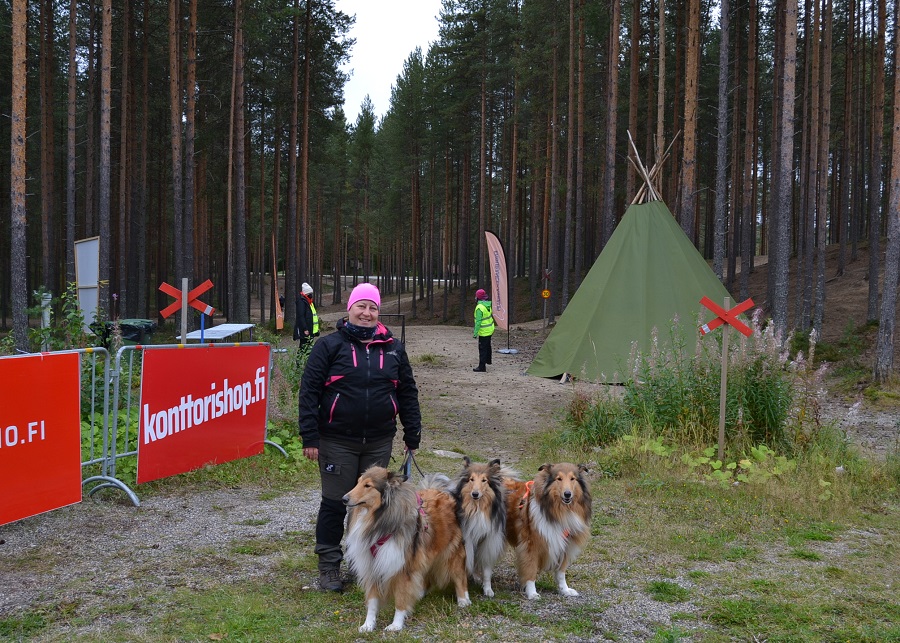 Colliet lähtöpisteellä Vuokatin Koiravaelluksella