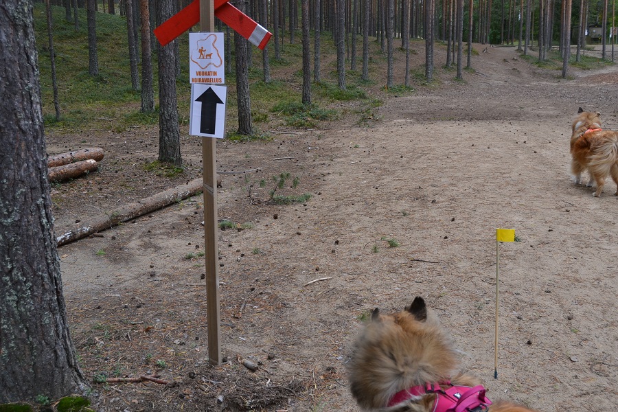 Colliet Vuokatin Koiravaelluksella