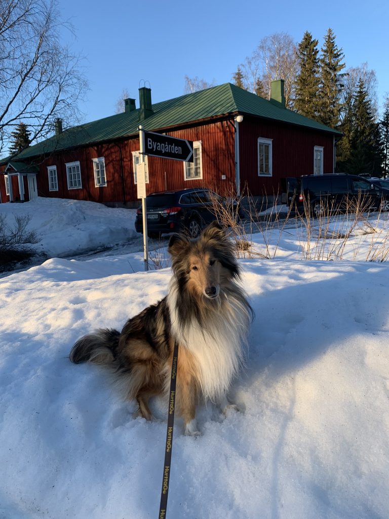 Nosework sisäetsintäkokeessa