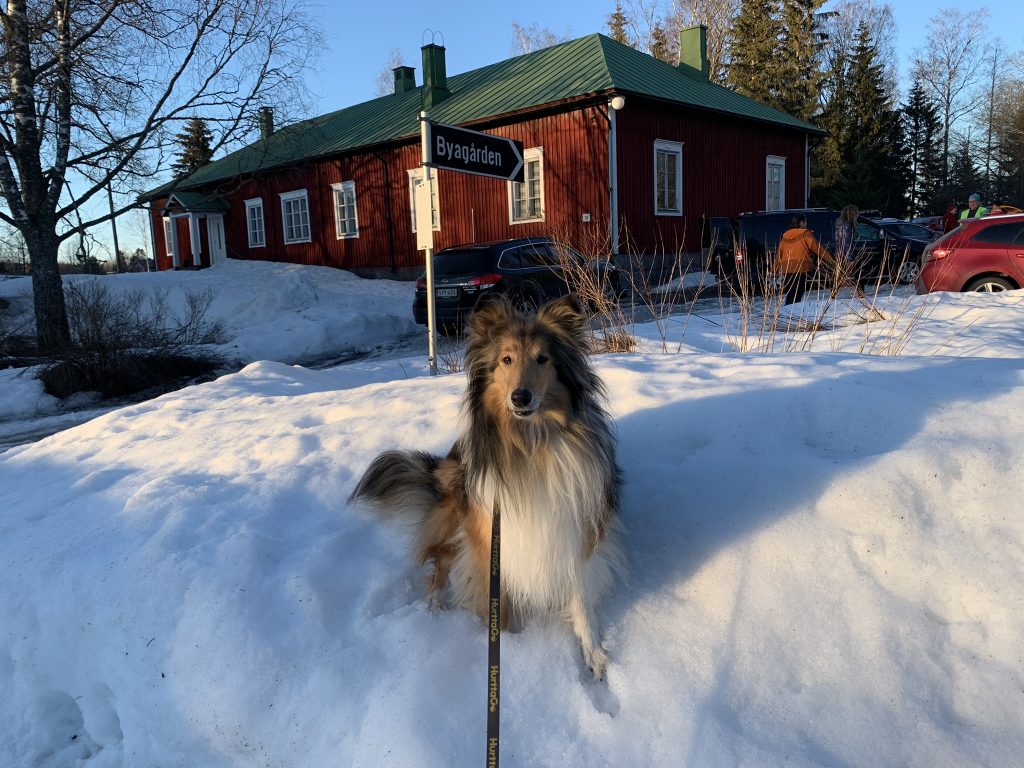 Nosework sisäetsintäkokeessa