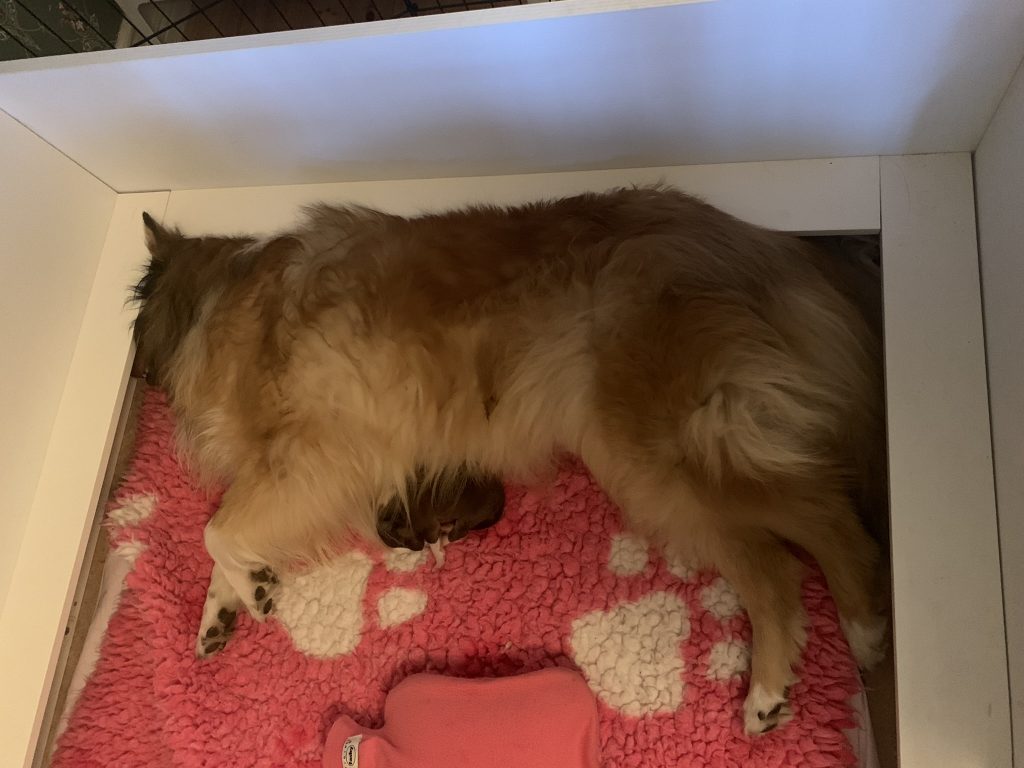 Väsynyt Sansa-mamma muutaman tunnin ikäisen vastasyntyneen colliepennun kanssa.