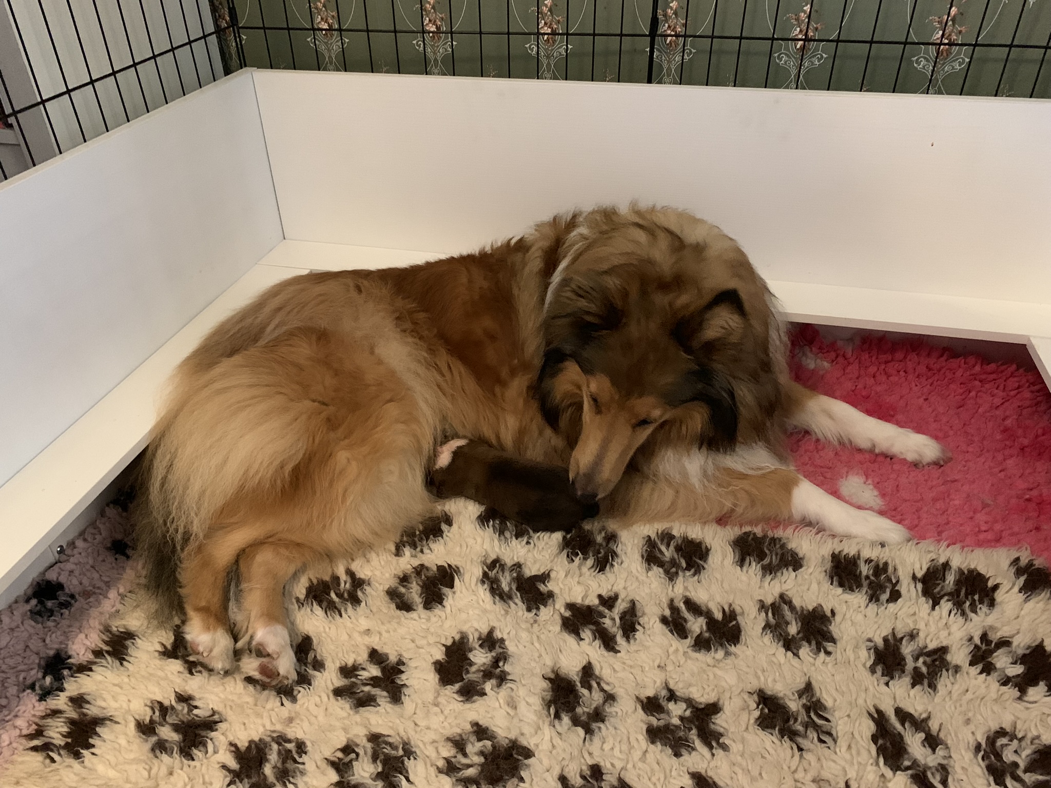 Sansa and her 5-day-old girl puppy
