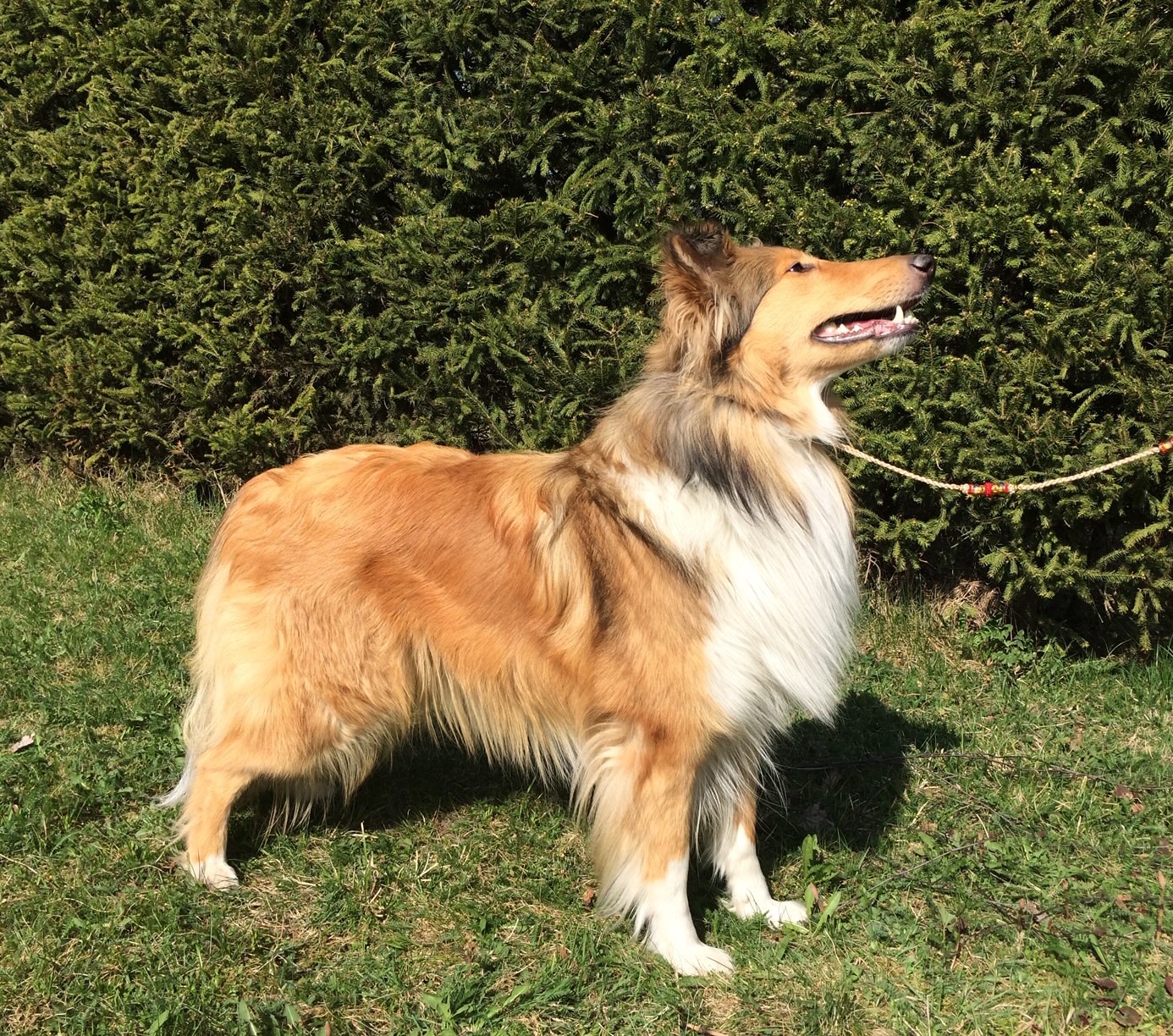 Aikuinen kodinvaihtaja collie Kaisla heti kotiinpaluunsa jälkeen kesällä 2019.