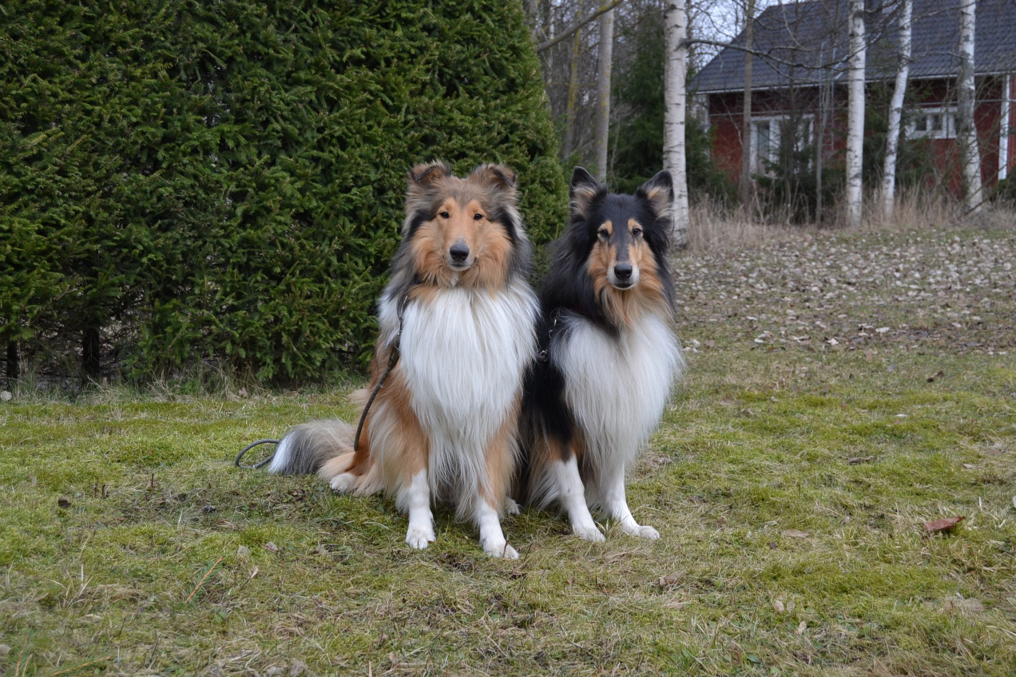 Pitkäkarvaiset colliet Kaisla ja Fiona ovat molemmat aikuisia kodinvaihtaja collieita.