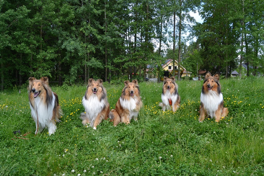 Riemumielen kennelpäivä