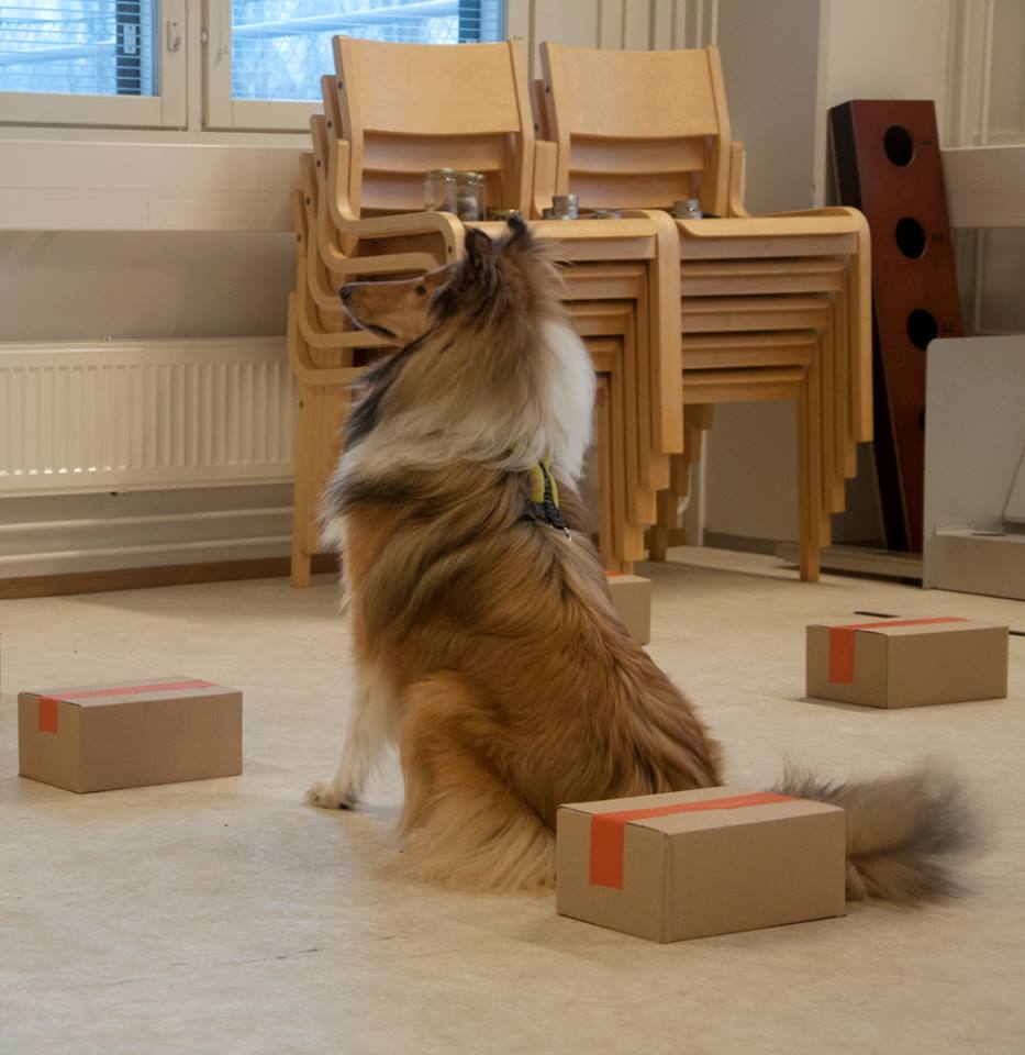 Nosework
