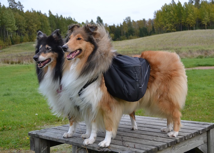 Valitsin Hurtta Trail -koiranrepun kokovaihtoehdoista collieille M-koon. Hurtta Trail Koiranreppu.