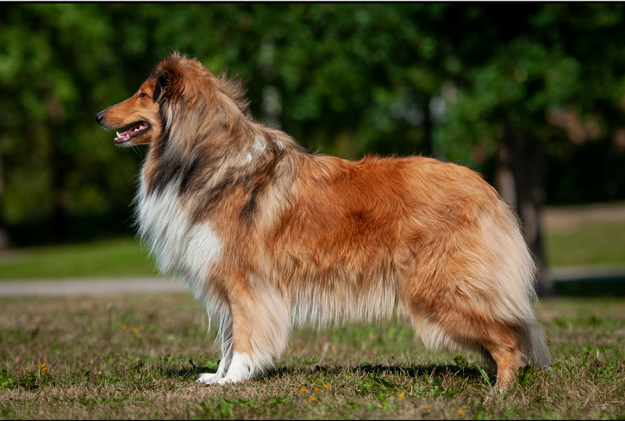 Sable