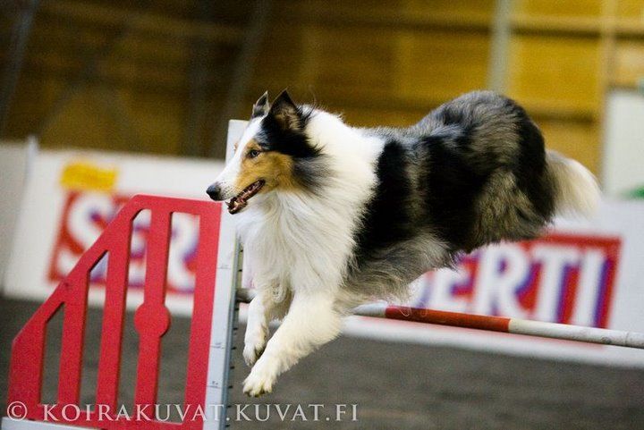 Pitkäkarvainen collie harrastuskoirana